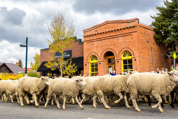 a large squad of sheeps running in sheep festival usa